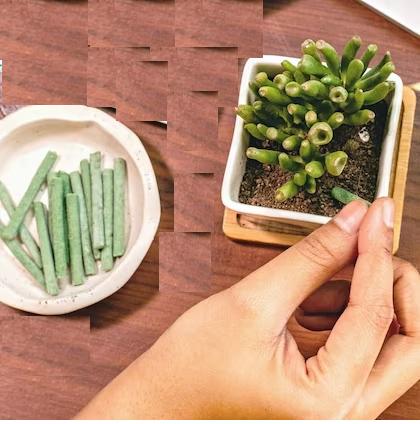 Dr. Green's Magic Sticks || Buy 1 Get 1 FREE