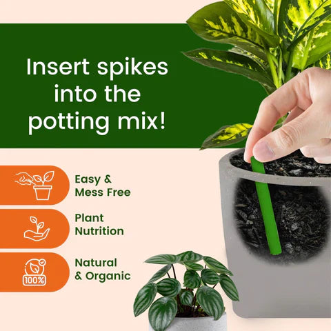 Dr. Green's Magic Sticks || Buy 1 Get 1 FREE
